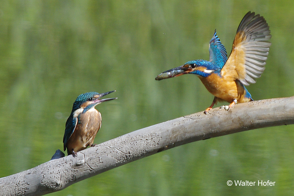 Eisvogel bei der Fütterung