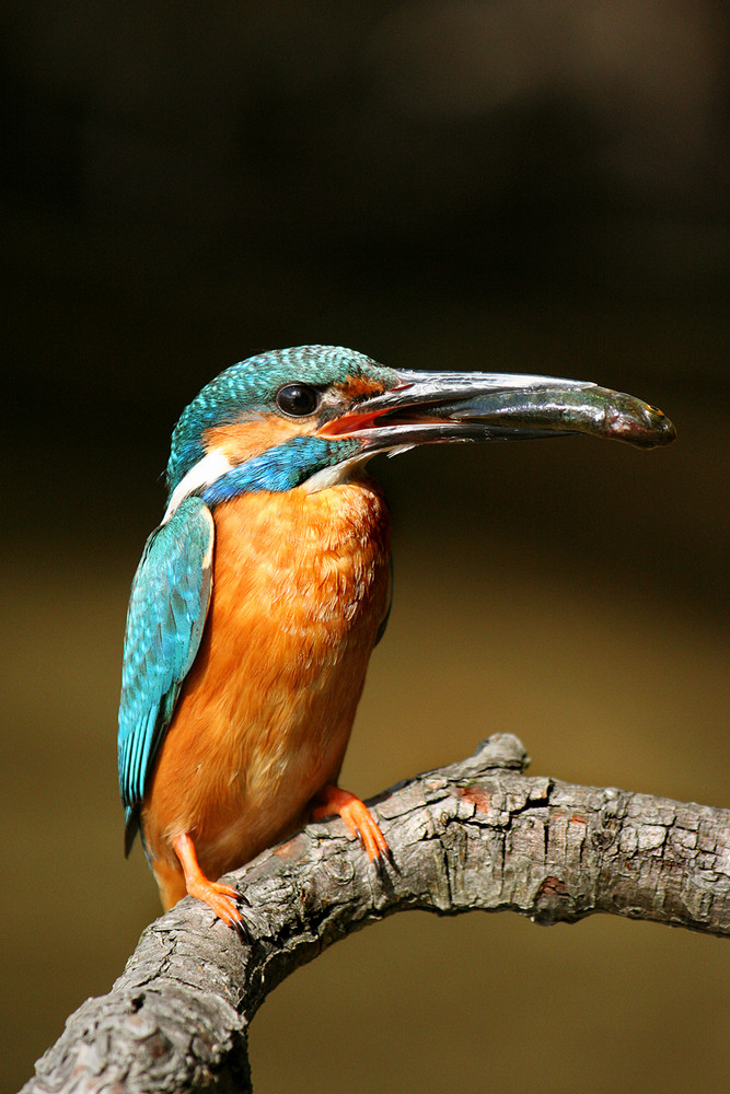 Eisvogel bei der Fütterung