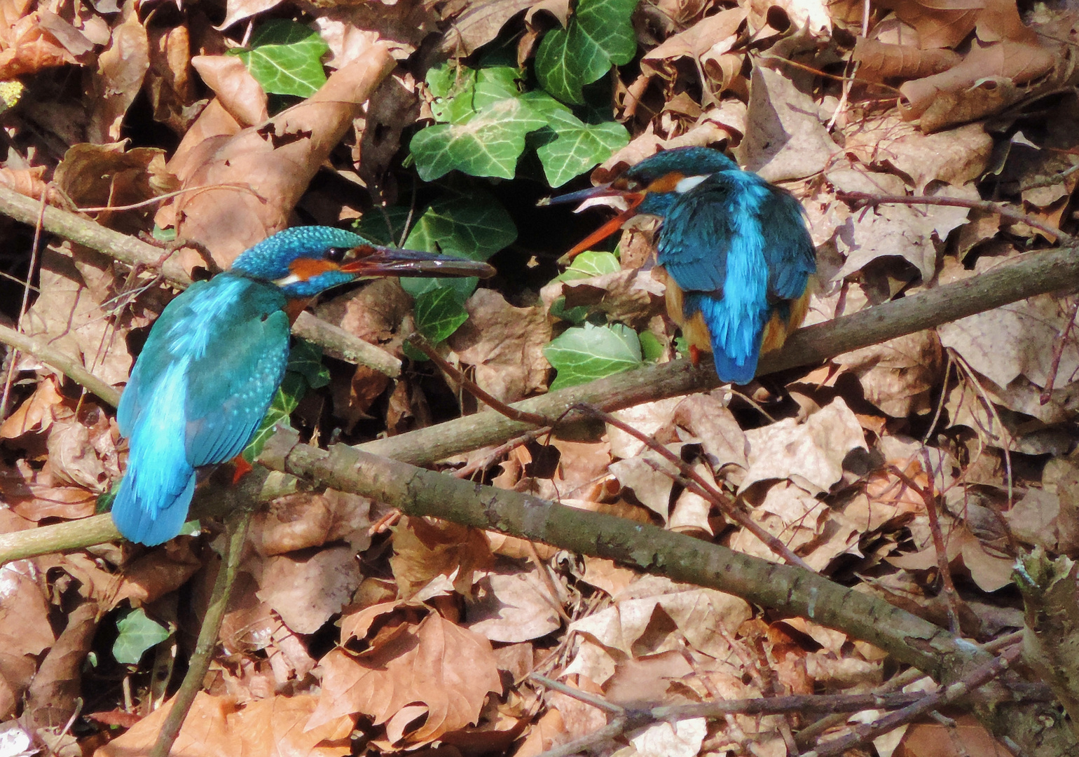 Eisvogel bei der Fütterung seines flüggen Jungen.