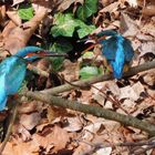 Eisvogel bei der Fütterung seines flüggen Jungen.