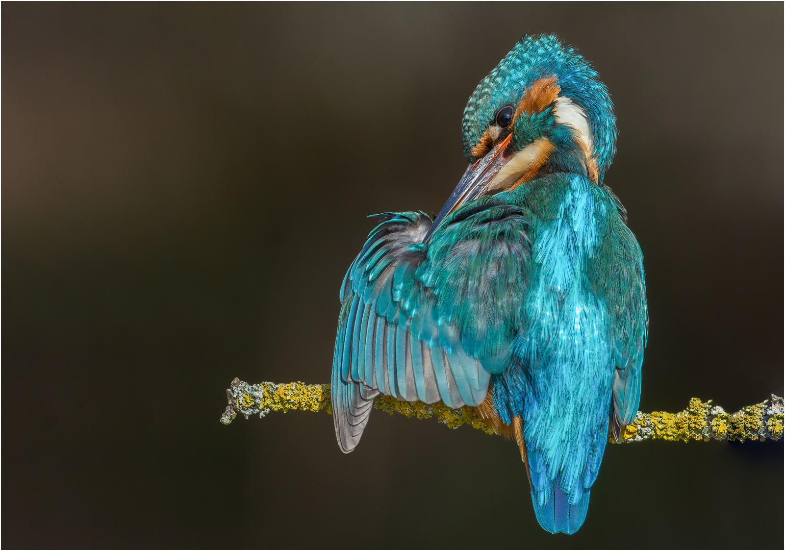 Eisvogel bei der Gefiederpflege