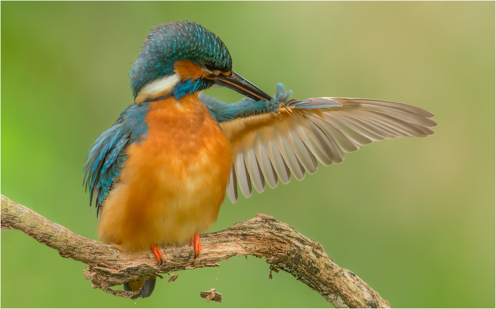 Eisvogel bei der Gefiederpflege