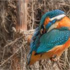 Eisvogel bei der Gefiederpflege