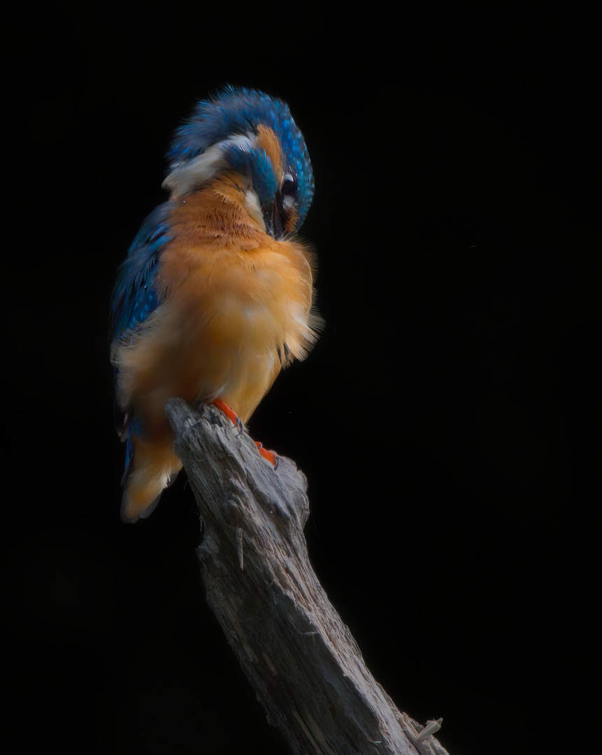 Eisvogel bei der Gefiederpflege 