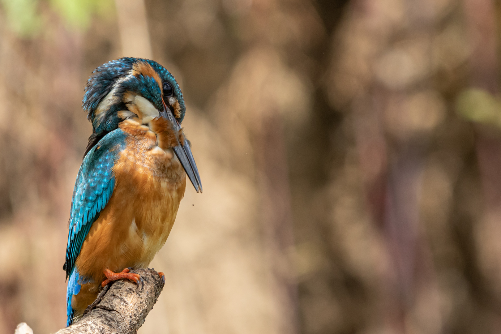 Eisvogel bei der Gefiederpflege