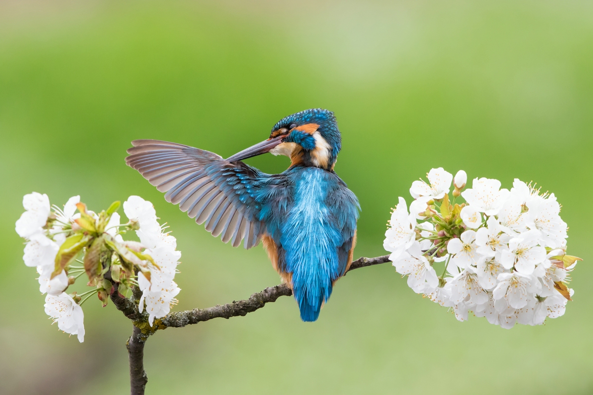 Eisvogel bei der Gefiederpflege