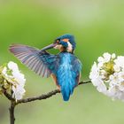 Eisvogel bei der Gefiederpflege