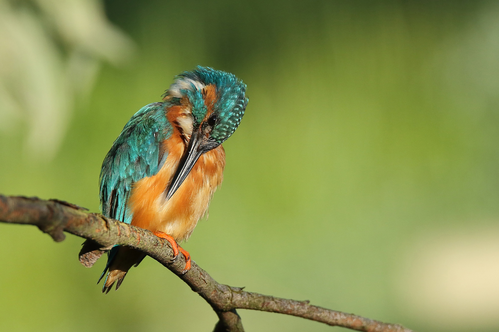 Eisvogel bei der Gefiederpflege