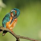 Eisvogel bei der Gefiederpflege