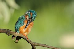 Eisvogel bei der Gefiederpflege