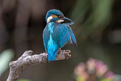 Eisvogel bei der Gefiederpflege