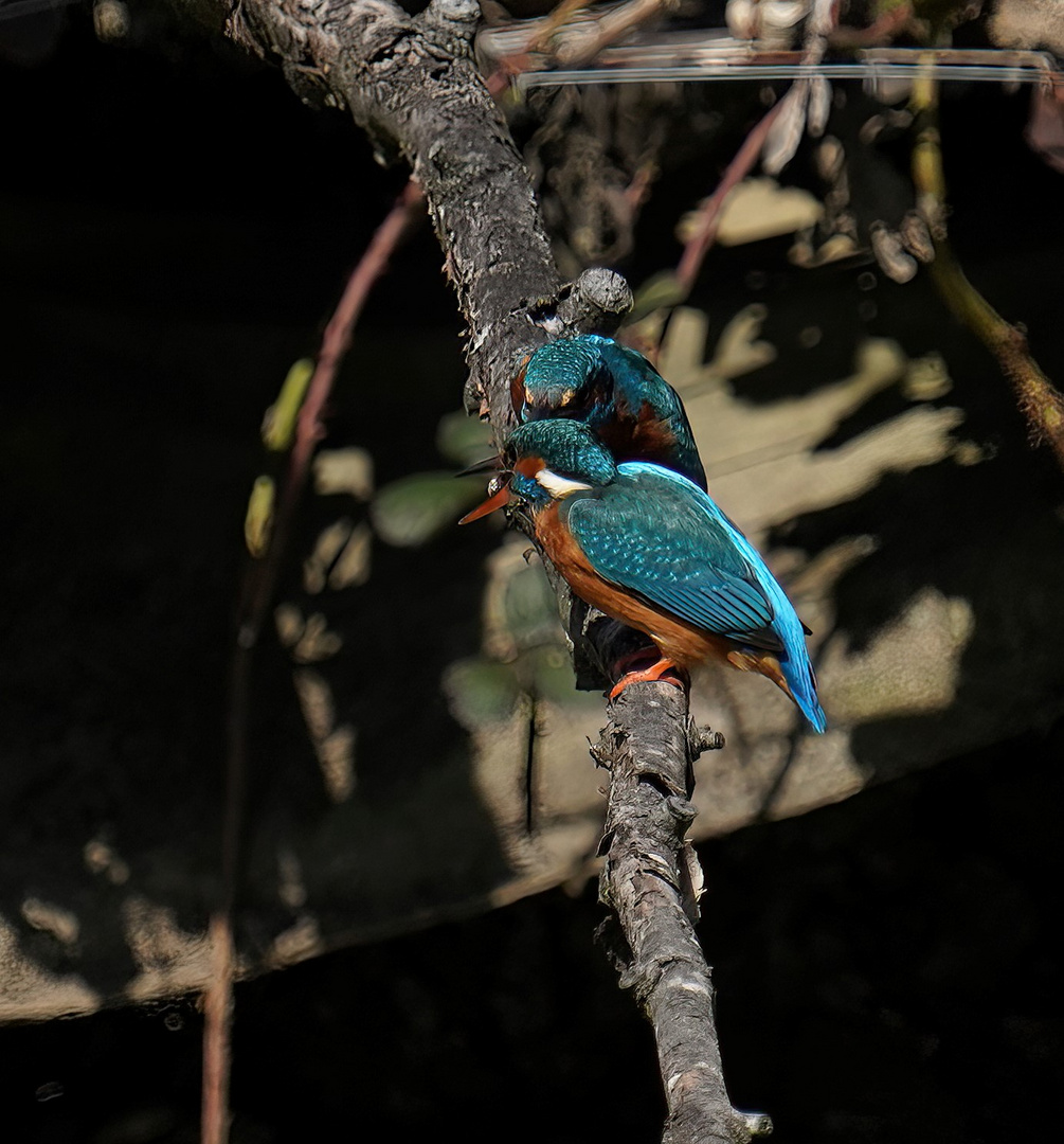 Eisvogel bei der  Geschenk  Übergabe