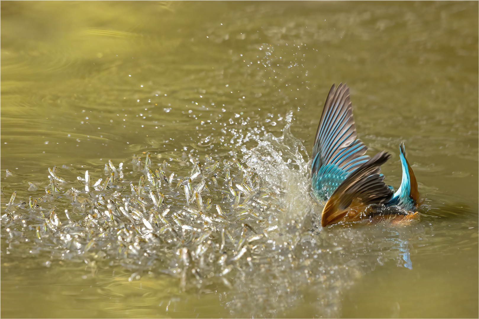 Eisvogel bei der Jagd