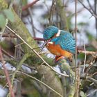 Eisvogel bei der Jagd