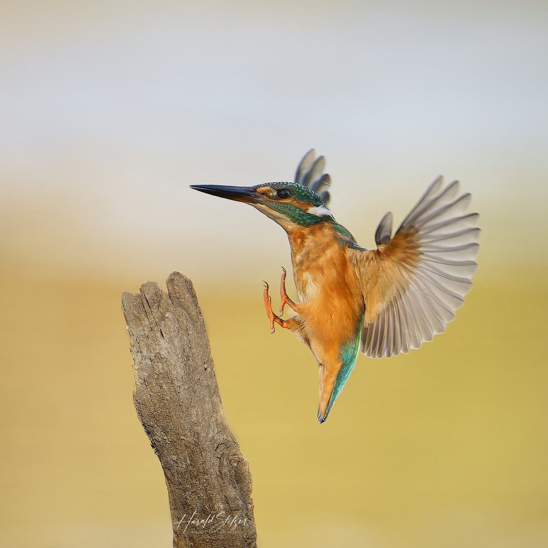 Eisvogel bei der Landung 