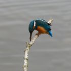 Eisvogel bei der Nahrungsaufnahme