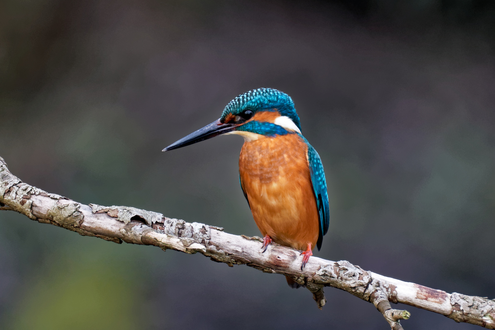 Eisvogel bei der Pause