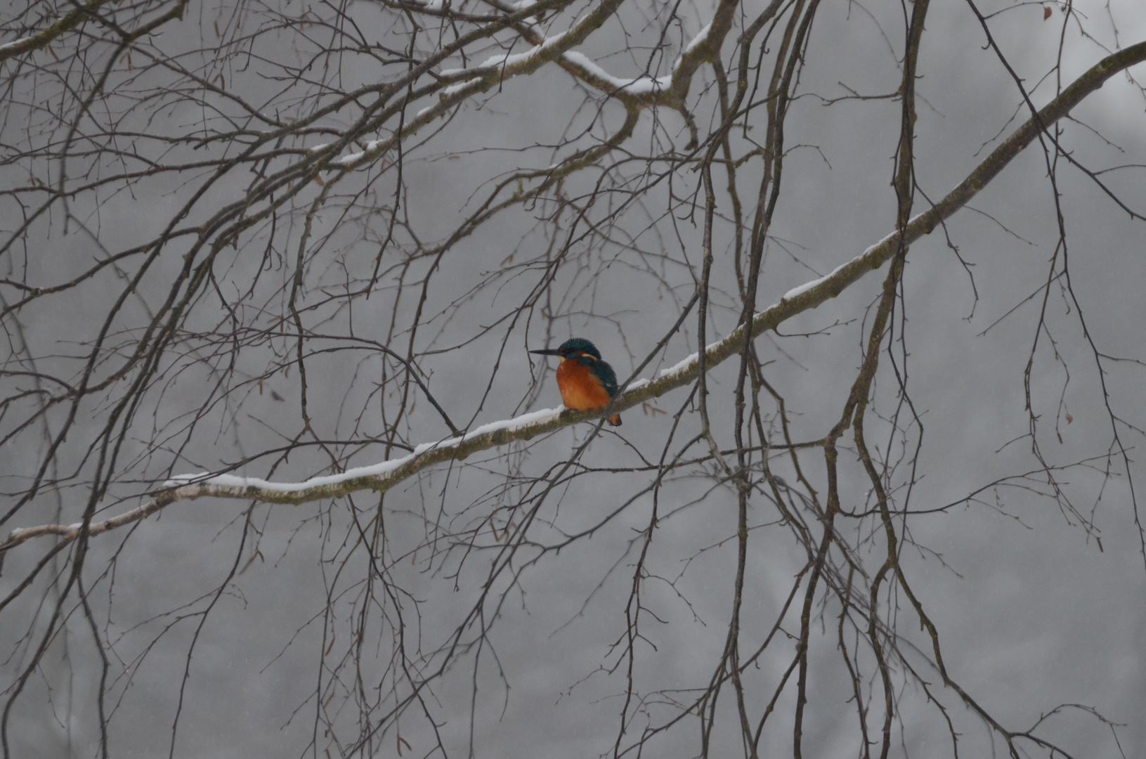 Eisvogel bei Eis und Schnee