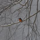 Eisvogel bei Eis und Schnee