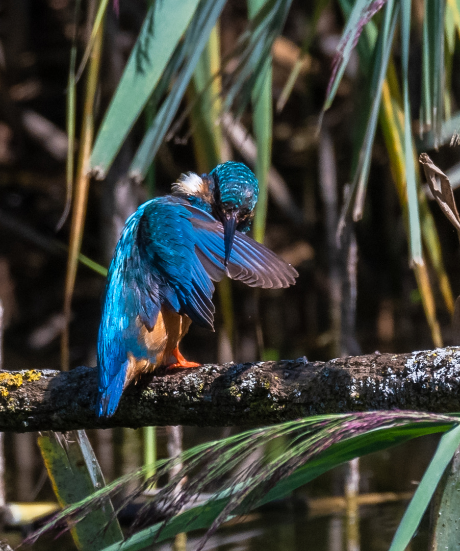 Eisvogel bei Gefiederreinigung