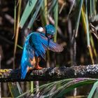 Eisvogel bei Gefiederreinigung