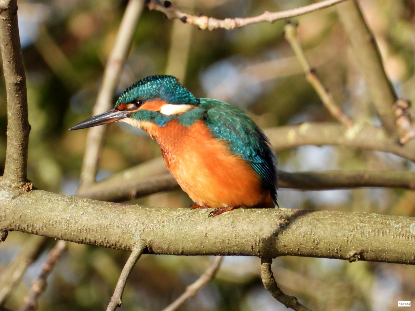 Eisvogel bei gutem Licht ......