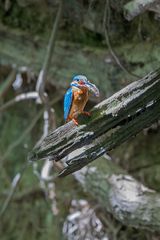 Eisvogel bei Jungtierfütterung