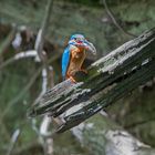 Eisvogel bei Jungtierfütterung