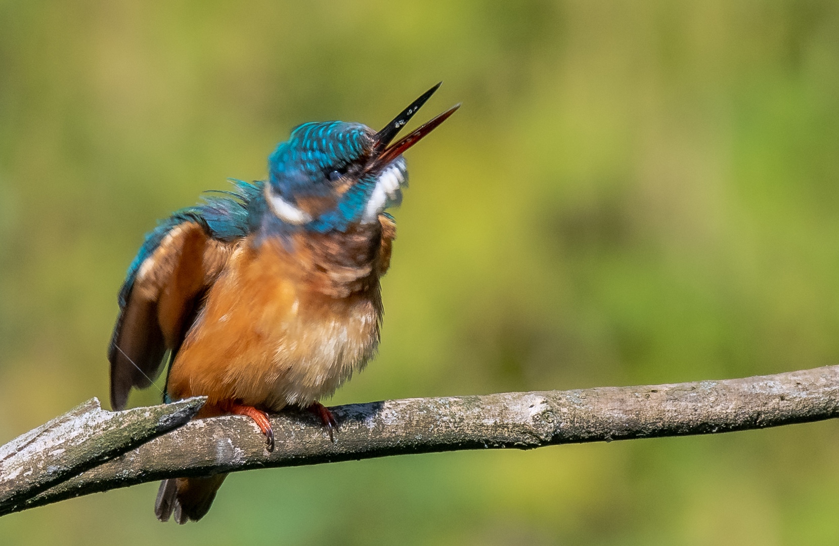 Eisvogel bei Körperpflege