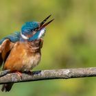 Eisvogel bei Körperpflege