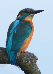 Eisvogel bei kurzer Rast