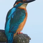 Eisvogel bei kurzer Rast