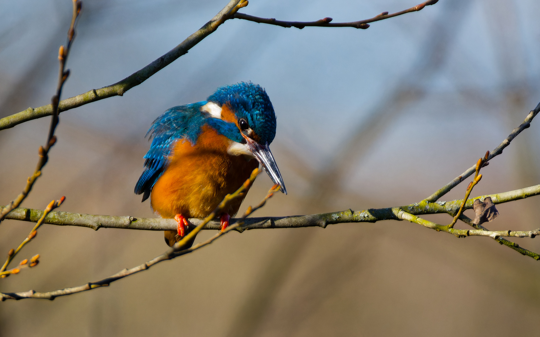 Eisvogel bei Ludwigsburg