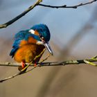 Eisvogel bei Ludwigsburg