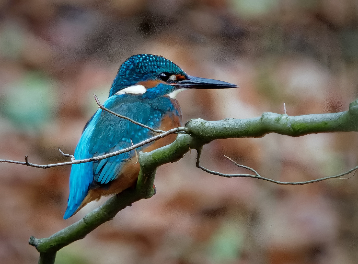 Eisvogel bei Lüneburg