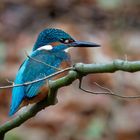 Eisvogel bei Lüneburg