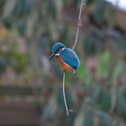 Eisvogel bei mir im Garten