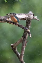 Eisvogel bei Regen