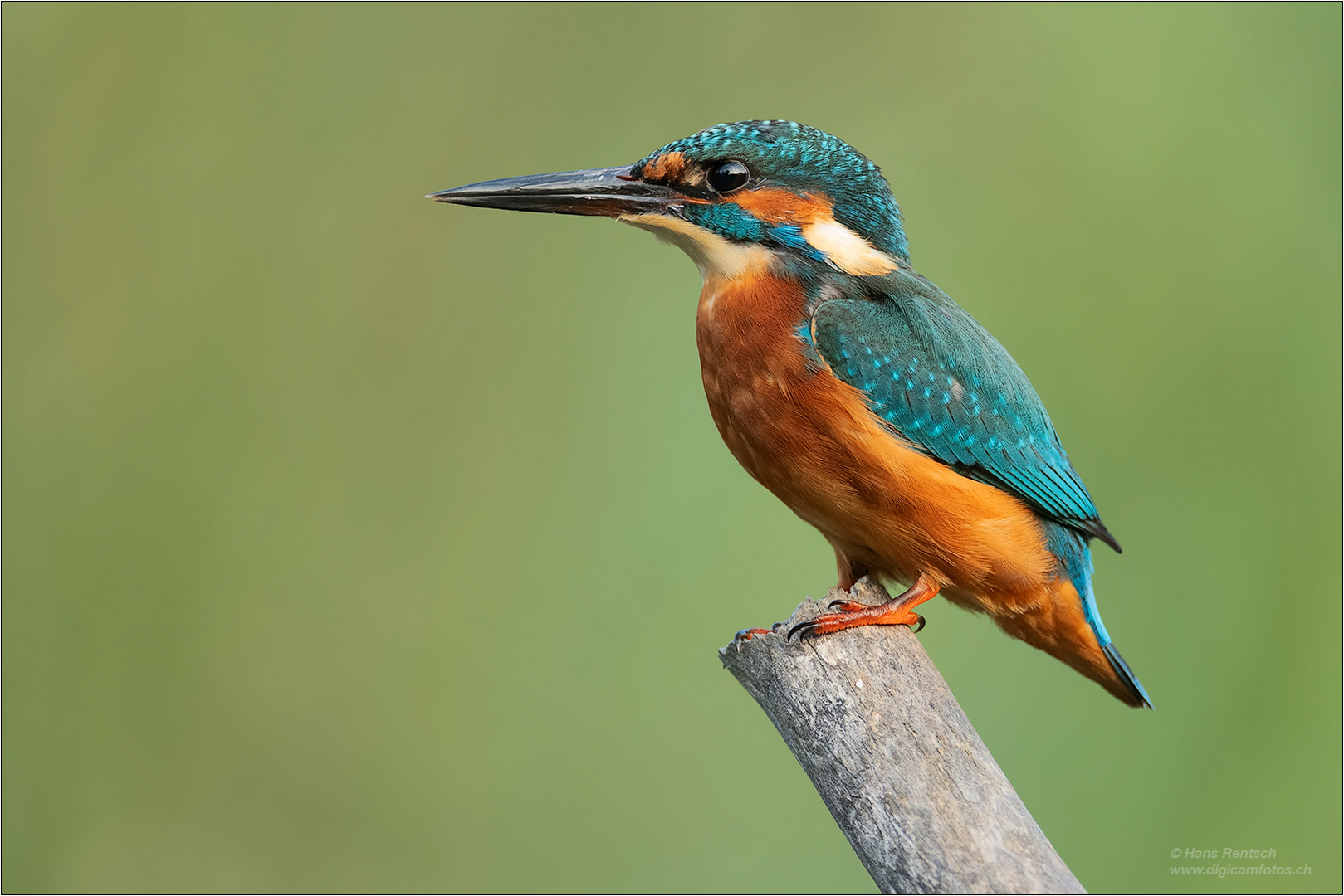 Eisvogel bei uns am Hide 