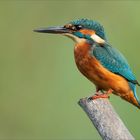 Eisvogel bei uns am Hide 