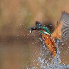 Eisvogel beim