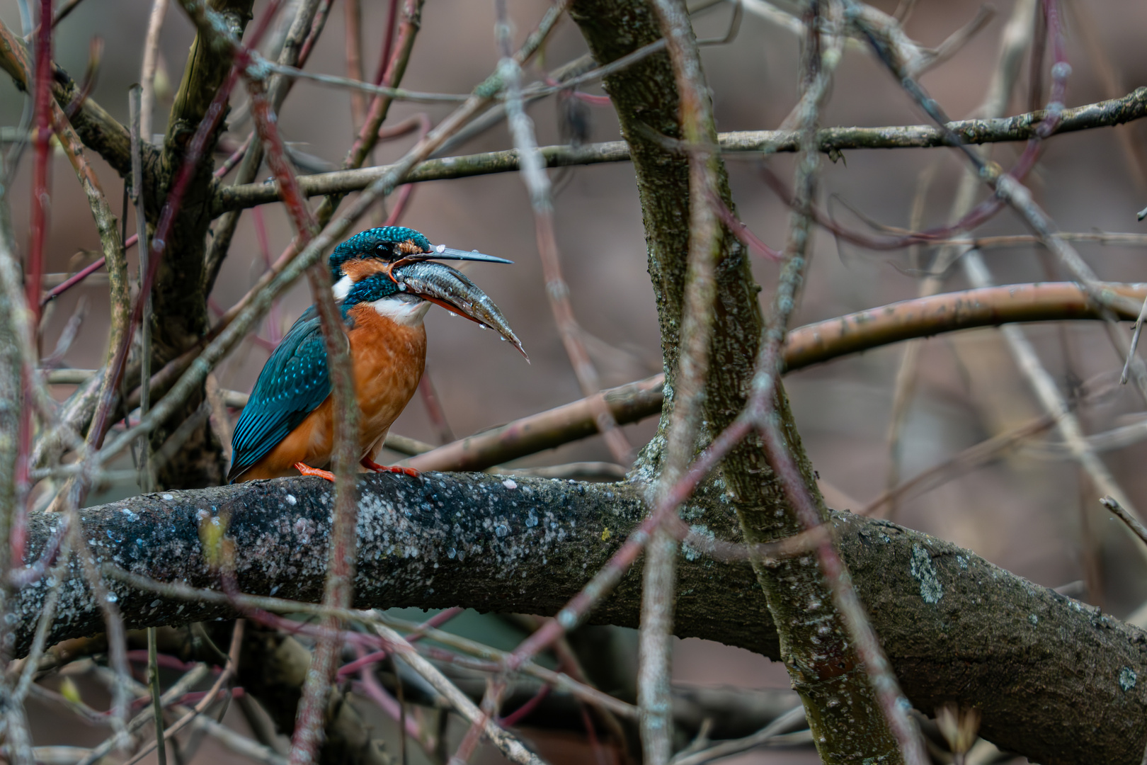 Eisvogel beim Abendessen