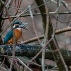 Eisvogel beim Abendessen