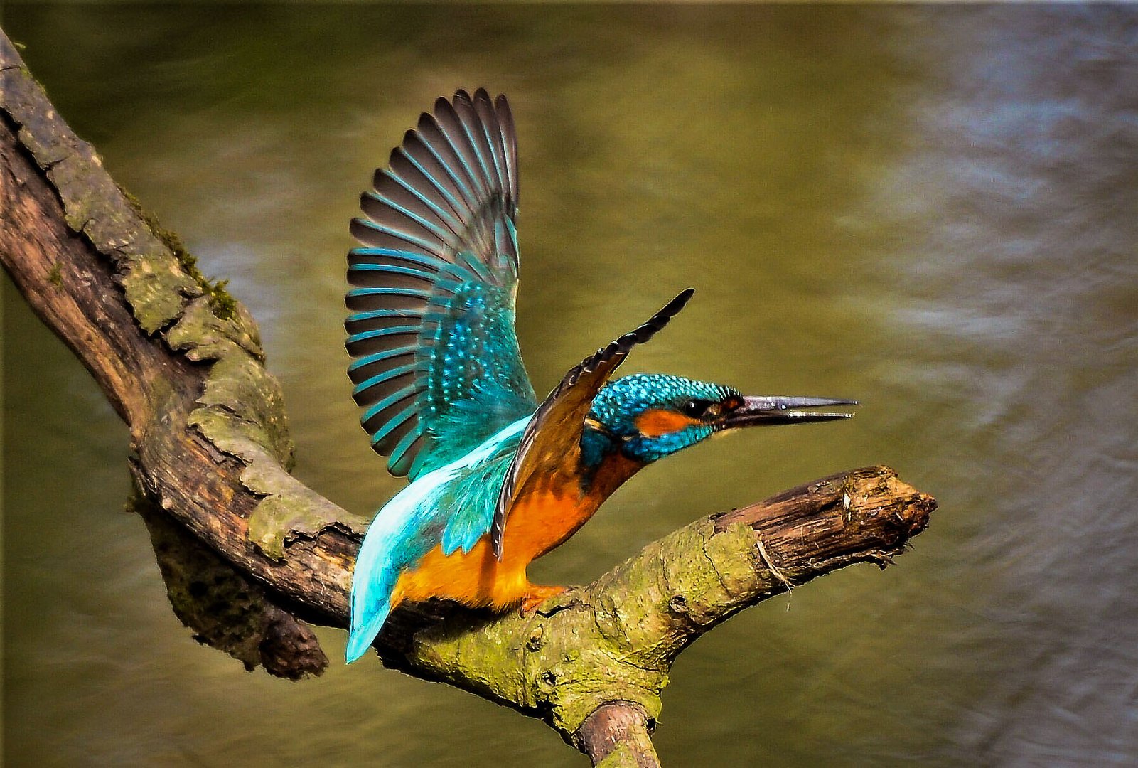 Eisvogel beim Abflug