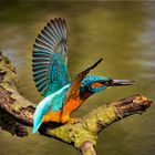 Eisvogel beim Abflug