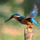 Eisvogel beim Abflug