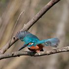 Eisvogel beim Abflug 