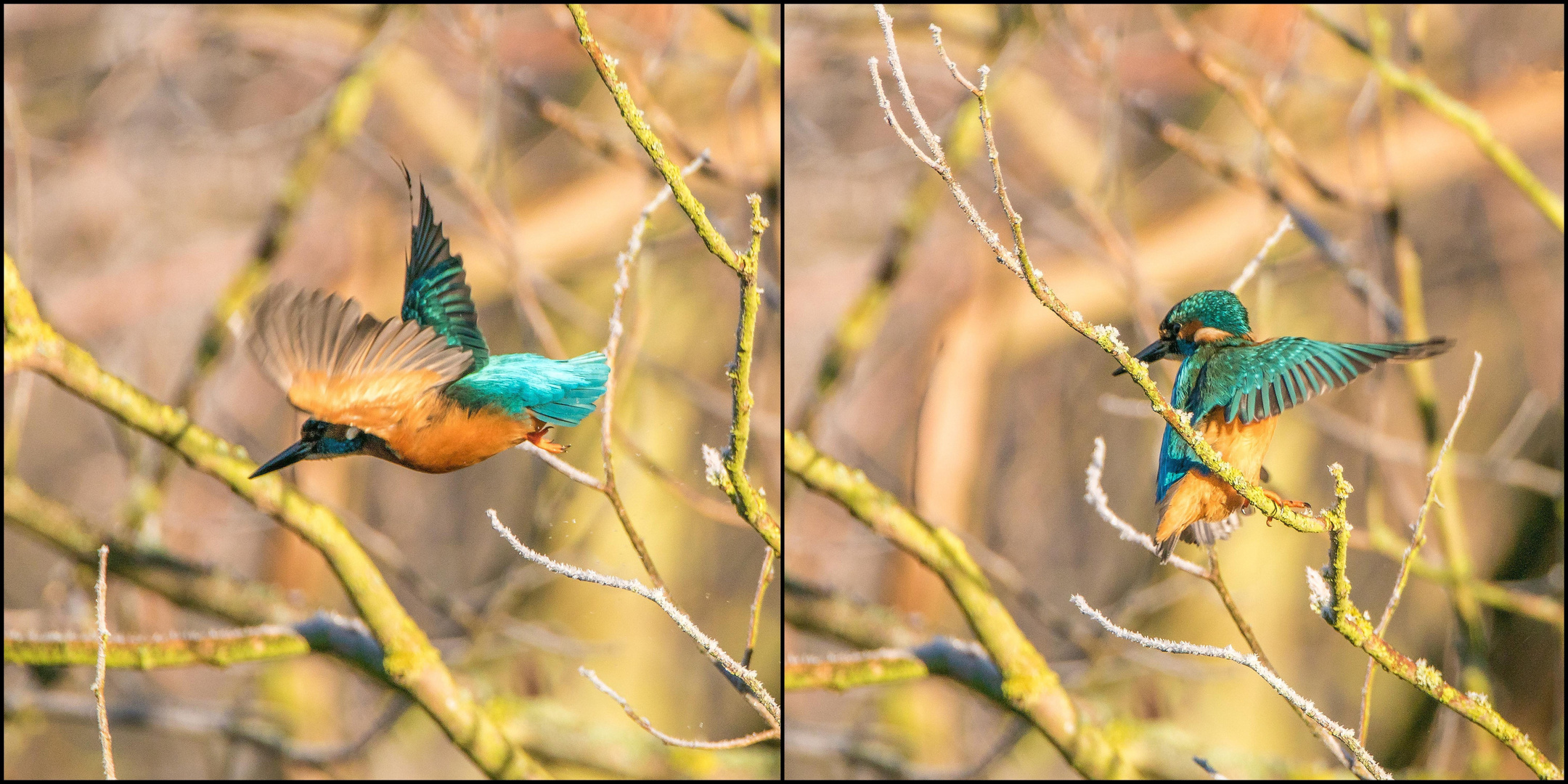 Eisvogel beim Abflug 