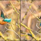 Eisvogel beim Abflug 