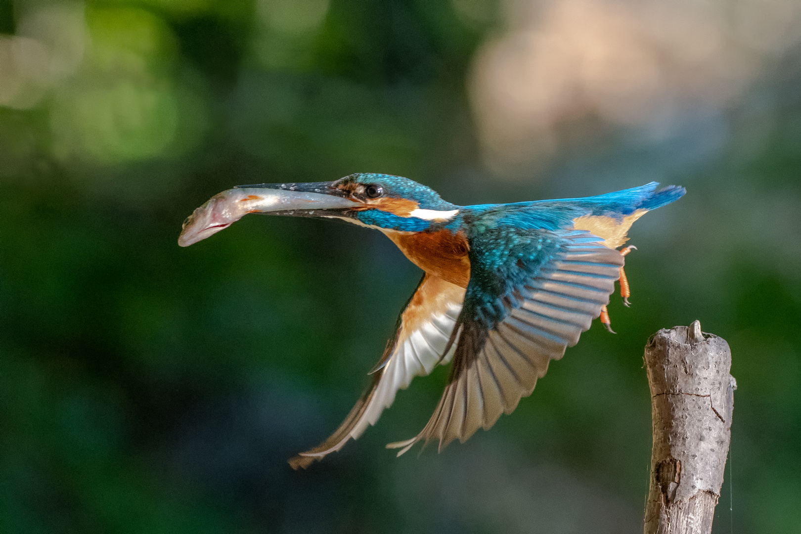 Eisvogel beim Abflug